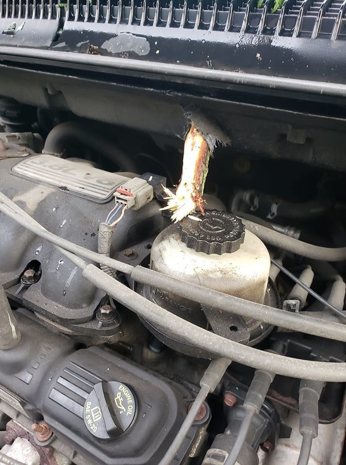 Branch through vehicle